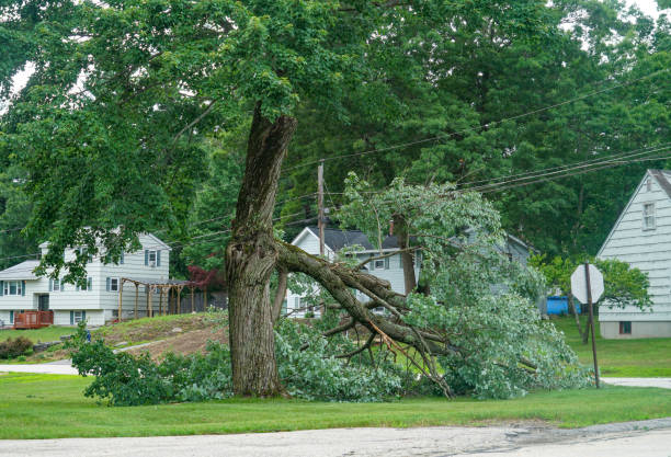 Dead Tree Removal